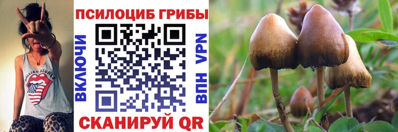 Галлюциногенные грибы Psilocybe  Тара 