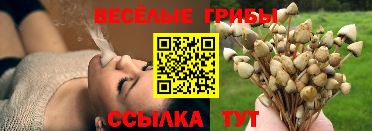 Псилоцибиновые грибы Magic Shrooms  Вход с VPN  Тара  Псилоцибиновые грибы Psilocybe 
